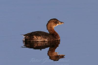 Pied Billed Grebe 2 24.jpg