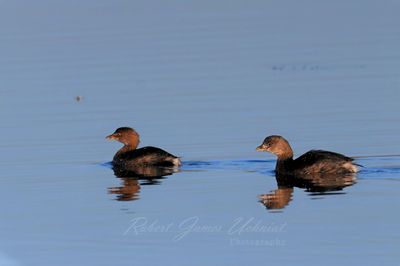 Pied Billed Grebe pair 24.jpg