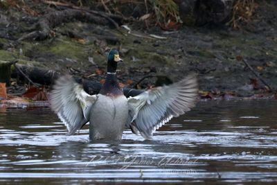 Mallard Drake flapping 24.jpg