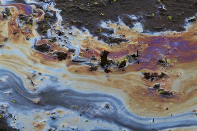 Oil Rainbow on marsh surface 24.jpg