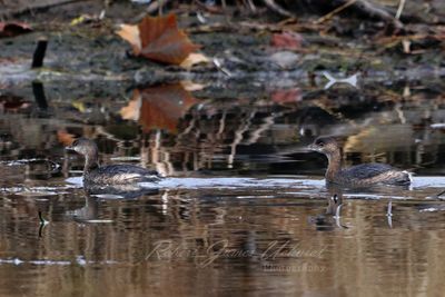 Pied Billed Grebe pair in pond 24.jpg