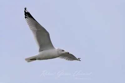 Ring Billed Gull in flight fall24.jpg
