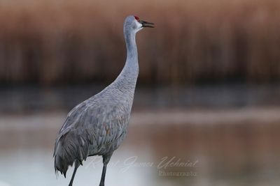 Sandhill surveys pond 24.jpg