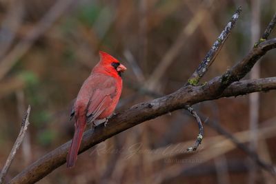 Cardinal Male on branch 24.jpg
