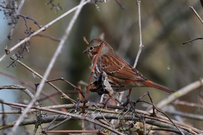 Fox Sparrow in vines 24.jpg