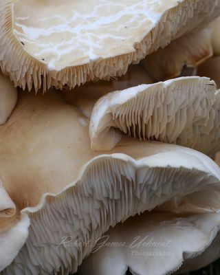 Oyster Mushroom close up 24.jpg