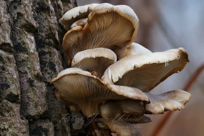 Oyster Mushroom on tree 24.jpg