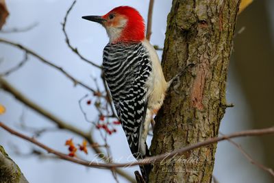 Red Bellied Woodpecker on tree 24.jpg