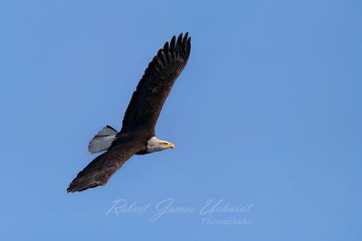 Bald Eagle flyby fall 24.jpg