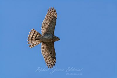 Coopers Hawk in flight 24.jpg