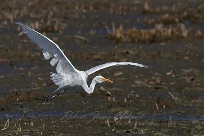 White Egret in flight 2 24.jpg