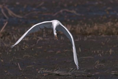 White Egret in flight 24.jpg