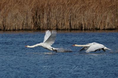 Mute Swans takeoff 24.jpg