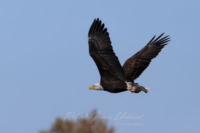Bald Eagle carrying fish 24.jpg