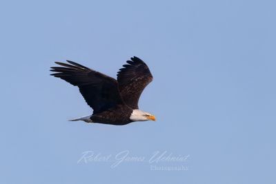 Bald Eagle flyby fall 2 24.jpg