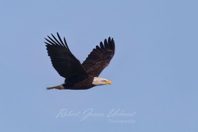 Bald Eagle flyby fall 3 24.jpg