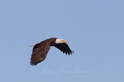 Bald Eagle flyby fall 4 24.jpg