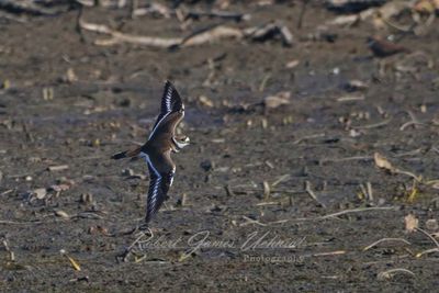Killdeer in flight above marsh 2 24.jpg