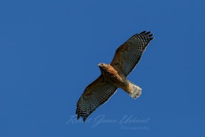 Red Shouldered Hawk 24.jpg
