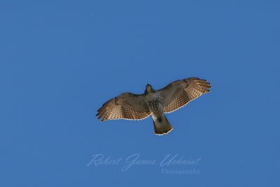 Red Tail Hawk soaring 24.jpg