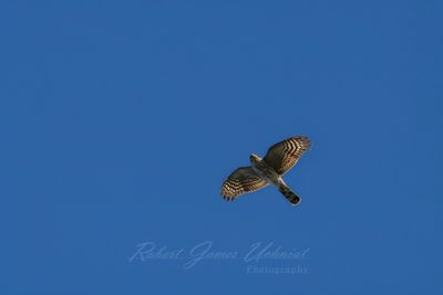 Sharp Shinned Hawk 24.jpg
