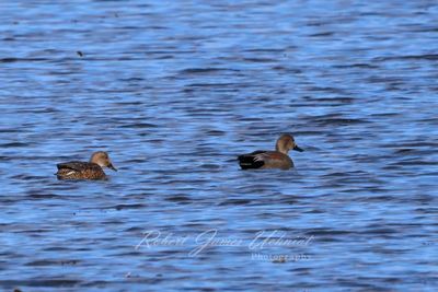 Widgeon pair 24.jpg