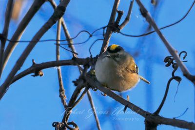 Golden Crowned Kinglet on branch 24.jpg