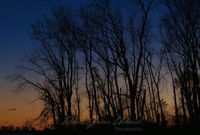 Ohio Trees sunrise 24.jpg