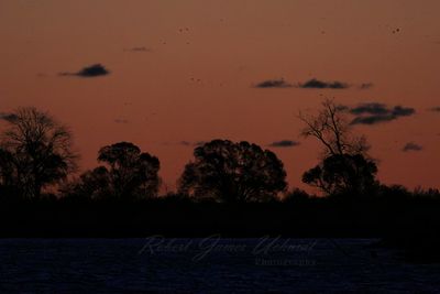 Sunrise and trees 24.jpg