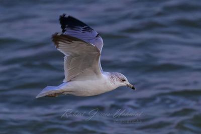 Ring Billed Gull flight close 24.jpg