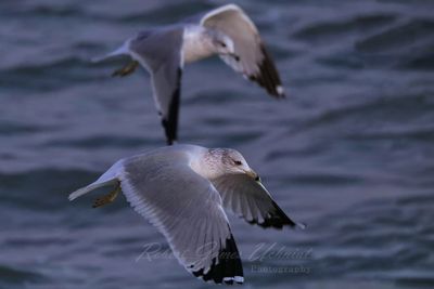 Ring Billed Gulls in flight 24.jpg