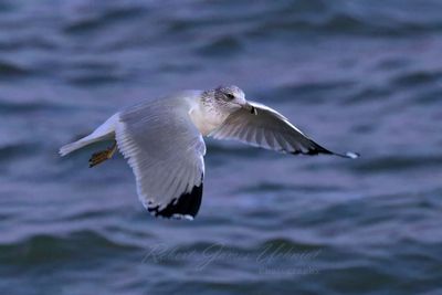 Ring Billed Gull flight close 2 24.jpg