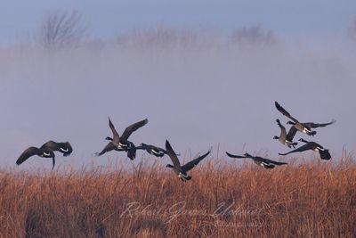 Canadian Geese takeoff and fog 24.jpg