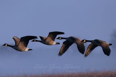 Canadien Geese against fog 24.jpg