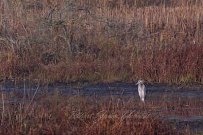 Great Blue Heron in fall marsh 24.jpg