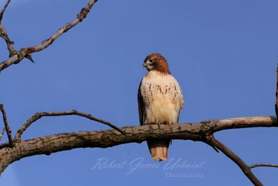 Red Tail Hawk juvenile fall Branch 24.jpg