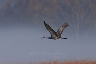 Sandhill Crane flight in fog 24.jpg