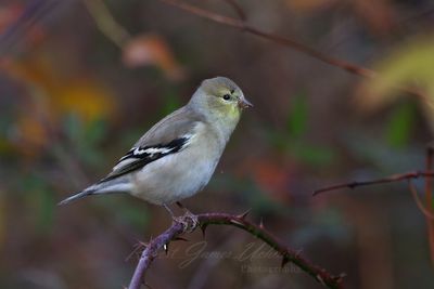 American Goldfinch on branch fall 24.jpg