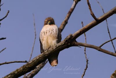 Red Tailed Hawk on branch staring 24.jpg