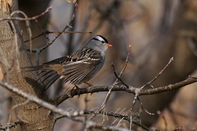 White Crowned Sparrow fall 24.jpg