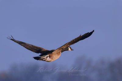 Canadian Goose golden hour flight 24.jpg