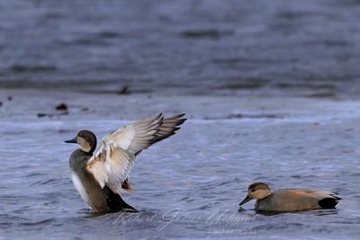 Gadwall flapping predawn 24.jpg
