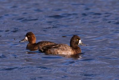 Lesser Scaup pair 24.jpg