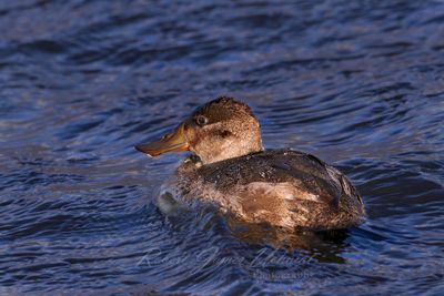 Ruddy Duck female 24.jpg