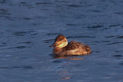 Ruddy Duck female 2 24.jpg