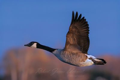 Canadian Goose golden hour flight 2 24.jpg