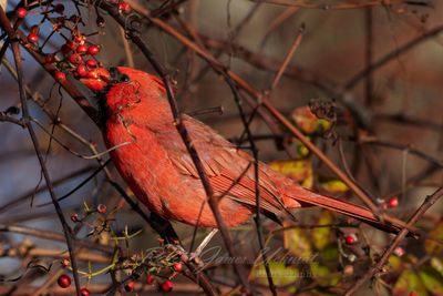 Cardinal male eating berries 24.jpg
