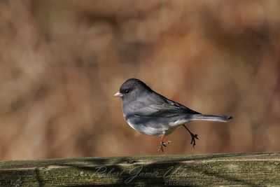 Dark Eyed Junco hopping 24.jpg