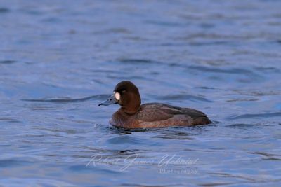 Lesser Scaup 24.jpg