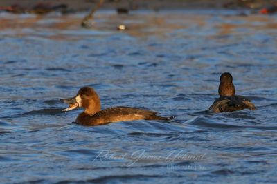 Lesser Scaup with catch 24.jpg